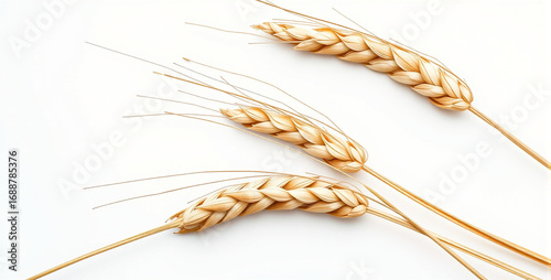 Braided Wheat Stalks on White Background