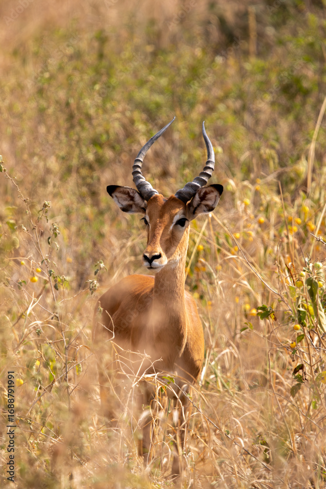 Naklejka premium A graceful antelope with curved horns stands amidst tall, dry grass, basking in the warm sunlight of its natural habitat