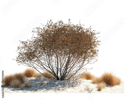 Desert Shrub Against Minimalist White Background