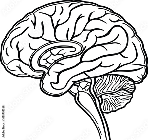 brain cancer vector , human brain vector , brain anatomy vector design, brain cells vector , brain neurons vector, brain function vector