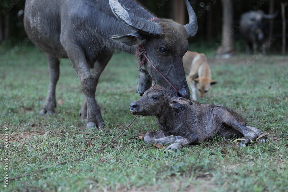 Fototapeta premium A small Thai buffalo calf that was just born