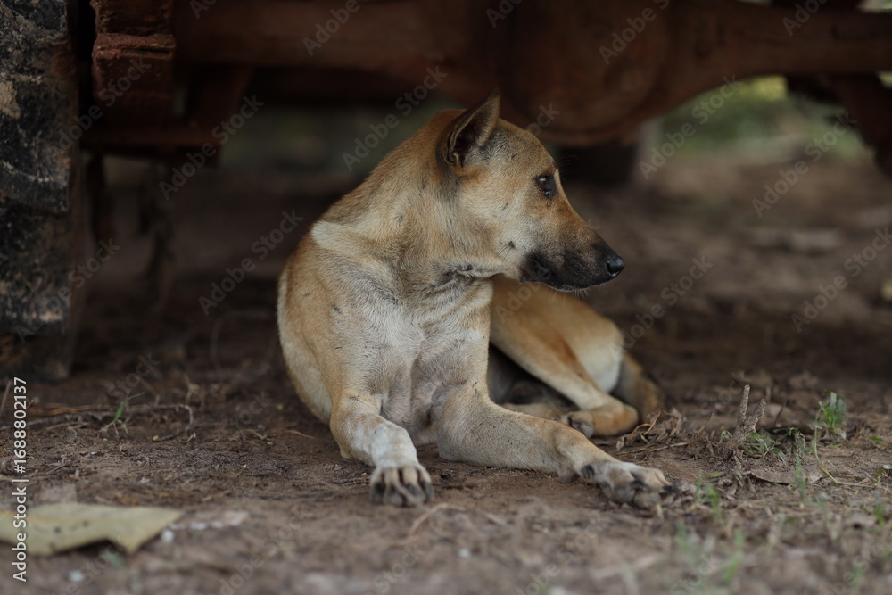 Fototapeta premium A Thai dog is sleeping under a car.