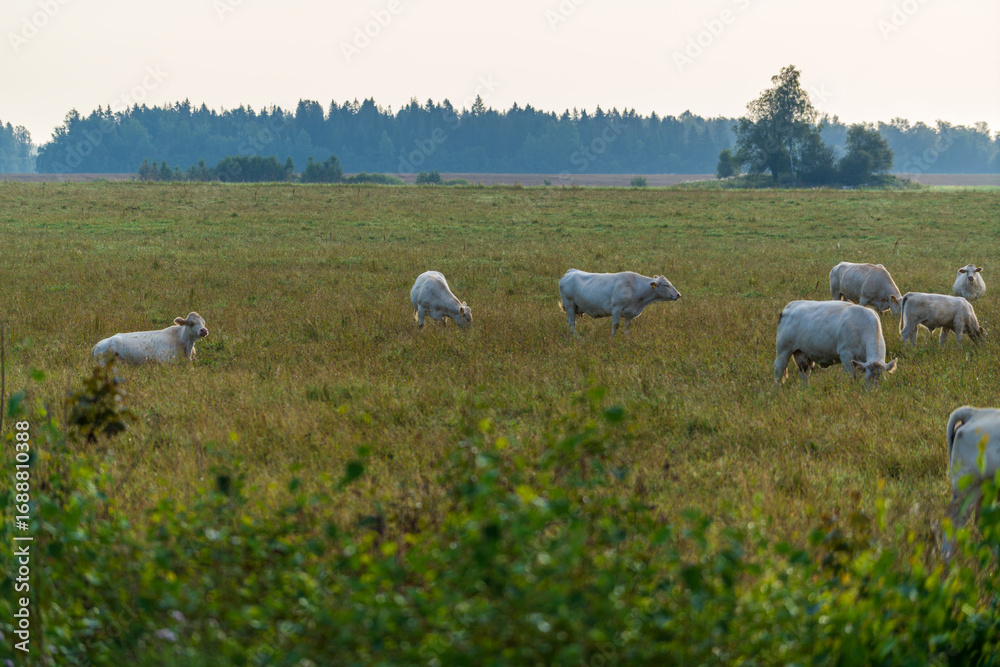 Obraz premium A herd of cattle is grazing peacefully in a rural countryside meadow at dawn. Farm animals feeding on green pasture with a misty forest background landscape