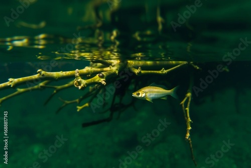 Small fish hiding in mangrove roots, shallow clear water