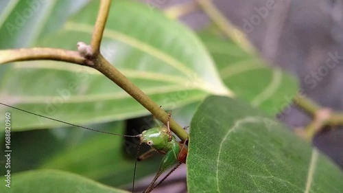 Macro Closeup of a Green Grasshopper with Long Antennae Resting on a tree branch