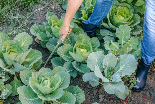 Farmer is loosening soil around the cabbages using a hand garden rake.