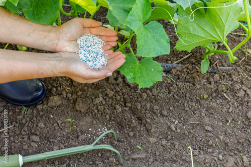 Farmer giving chemical fertilizer to the cucumber bushes.