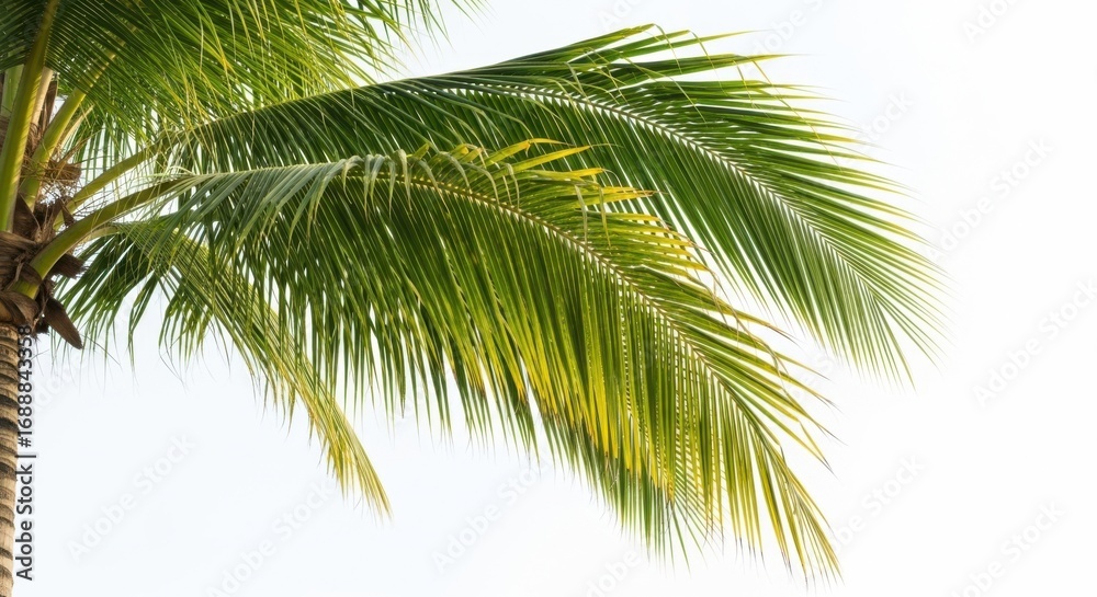 Fototapeta premium Close-up of vibrant green palm fronds against a bright white sky