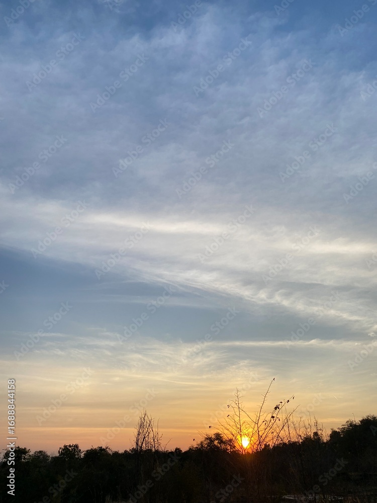 Fototapeta premium sunset in the forest