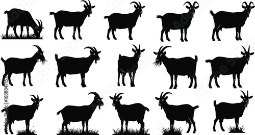 Black goat silhouettes in various poses and postures, grazing, standing, walking, with grass elements for farm animal vector illustration design