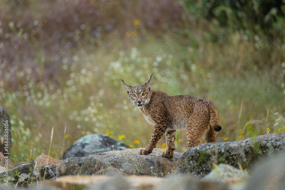 Obraz premium LINCE IBÉRICO (Lynx pardinus)