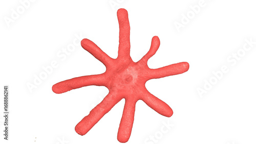 red starfish on white background