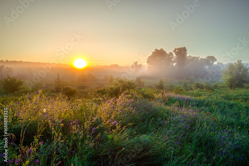 a peaceful and atmospheric summer morning landscape, with the sun just above the misty horizon, illuminating a field of lush green grass and purple flowers in the foreground.