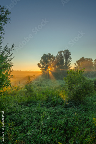 An early morning vertical landscape of a vibrant, green meadow bathed in the golden light of the summer sun, with radiant sunbeams piercing through the trees on the misty horizon.