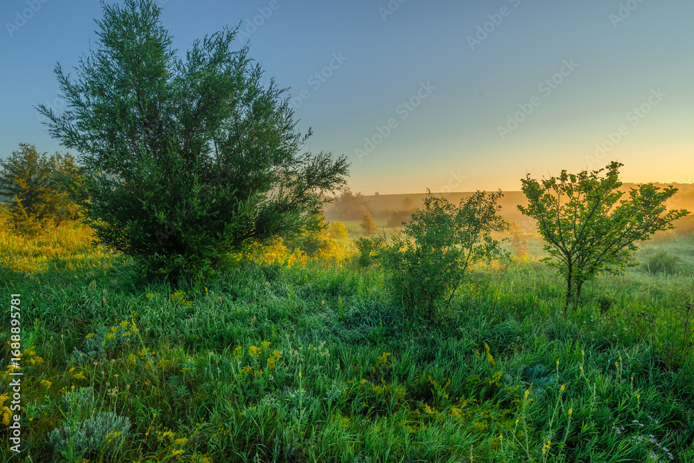 Obraz premium a tranquil summer sunrise in a wide rural landscape with a large, vibrant green tree and smaller saplings in the foreground, all bathed in the warm, hazy light of the rising sun.