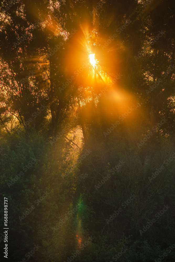 Fototapeta premium A powerful close-up of the sun rising behind a thicket of trees on a misty morning, with strong, golden-orange sunbeams and a prominent green lens flare in the foreground.