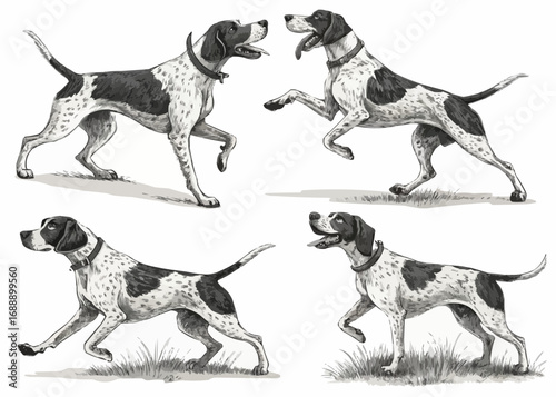 Four english pointer dogs in various poses standing and running with black and white speckled coats shown