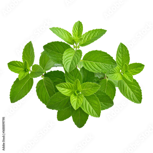 Fresh Tulsi Holy Basil Plant with Green Leaves and Stems, Isolated on Transparent Background 