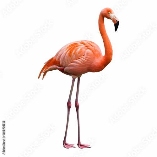 pink flamingo isolated on white