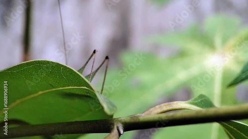 Macro Closeup of a Grasshopper Walking on a Tree Branch in Nature