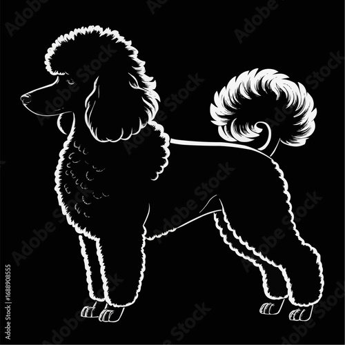 White outline of a standard poodle with fluffy fur standing on a black background in profile view pose
