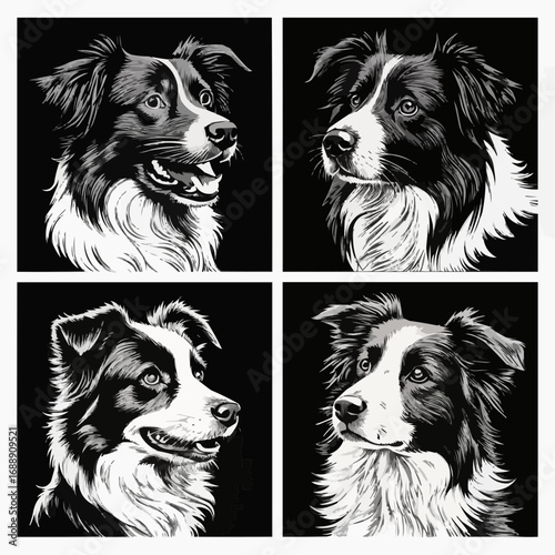 Four portraits of border collies in black and white showcasing different expressions and angles nicely