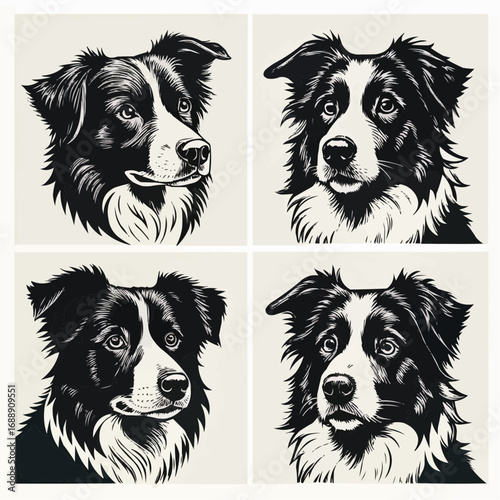 Four black and white border collie head portraits in a square grid, showcasing canine expressions and breed traits
