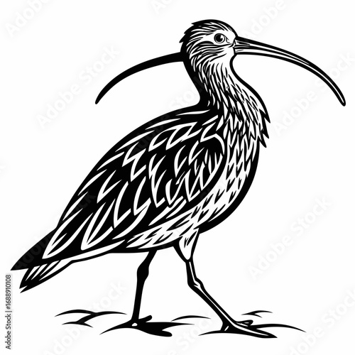 Black and white illustration of a curlew bird with a long curved beak
