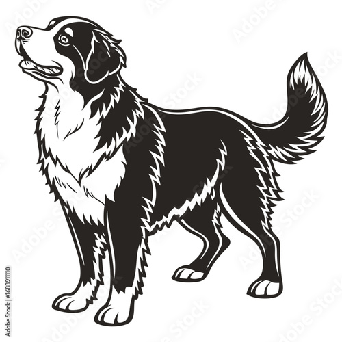Black and white illustration of a bernese mountain dog