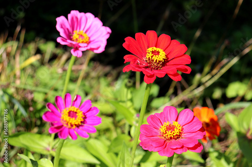 Pink and red zinnia flowers in the garden on a sunny summer day - horizontal color photo, close-up