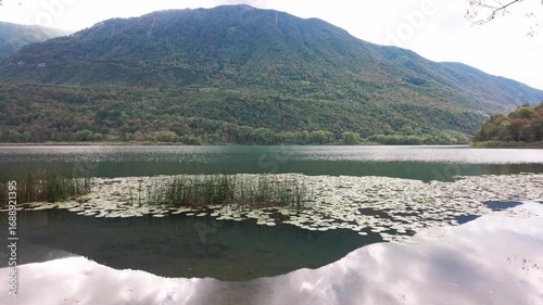 Lake with water lily leaves