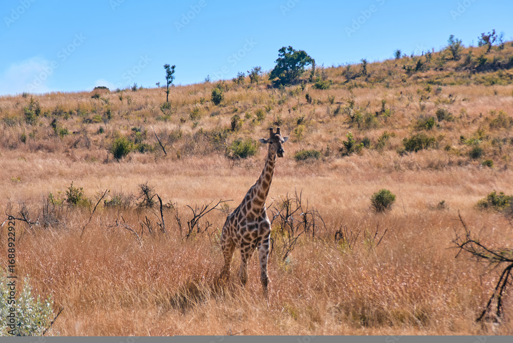 Obraz premium South African giraffe spotted during a safari game drive in Pilanesberg National Park, South Africa. The tall, elegant animal grazes among the savanna trees, highlighting African wildlife