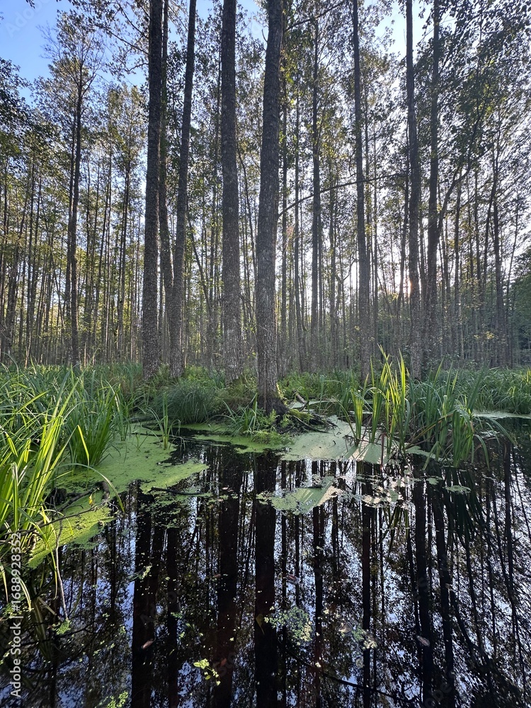 Obraz premium lake in the forest