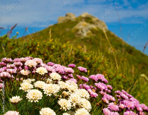 Close-up of pink and white flowers in foreground with a rocky hill in soft focus background under a bright blue sky