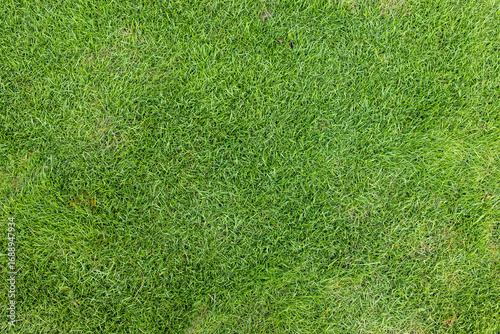 Green Lawn Grass Texture Background