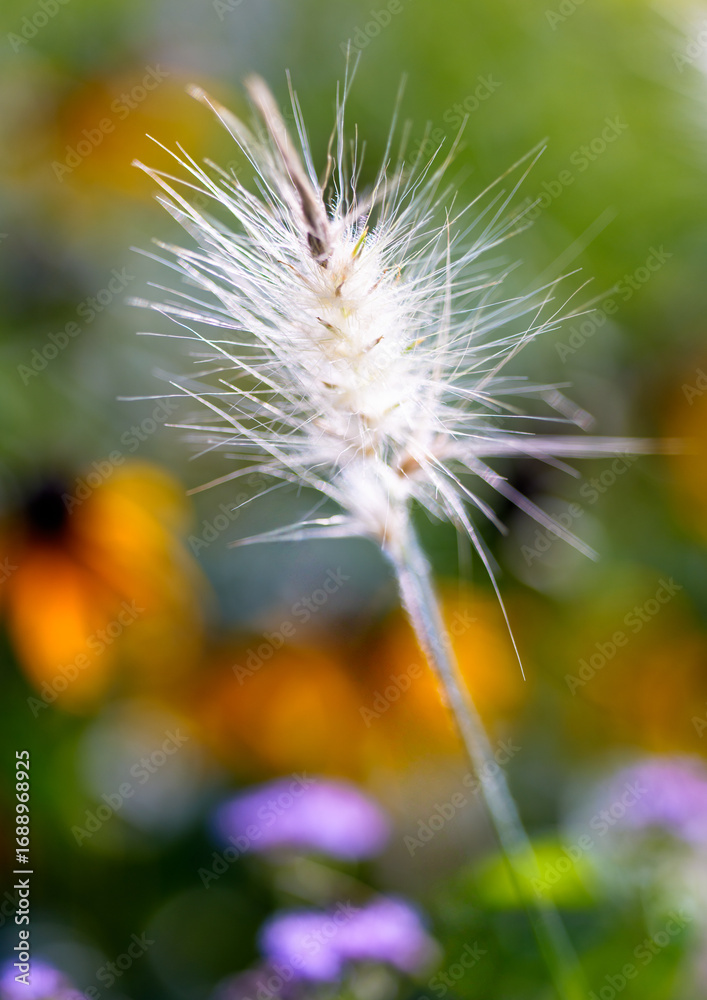 Obraz premium 晩夏の花