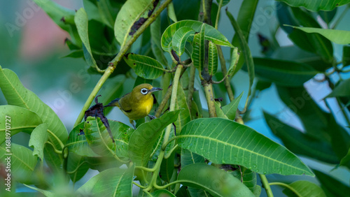 Oriental White-eye (Zosterops palpebrosus) perched among green leaves. A tiny yellow songbird with a white eye-ring, symbolizing tropical beauty and wildlife diversity