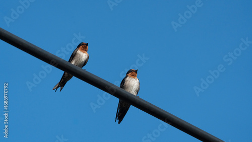 Two barn swallows perched on an electric wire against clear blue sky, symbolizing freedom and nature.
