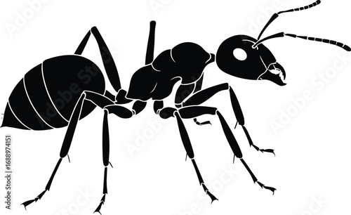 ant on white background