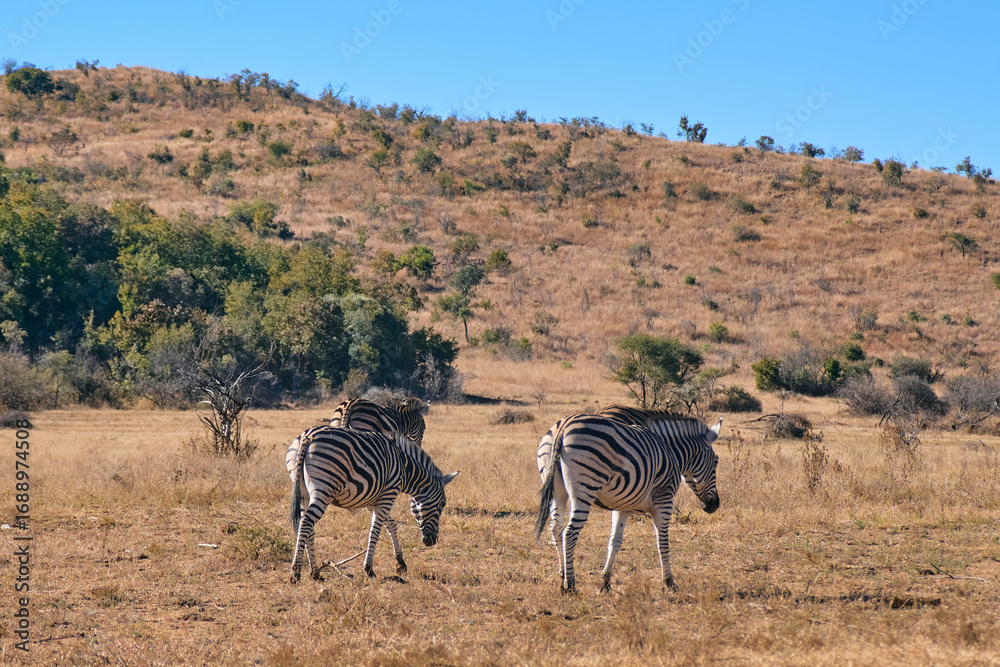 Obraz premium Group of African zebras spotted at sunset during a safari game drive in Pilanesberg National Park, South Africa. The black-and-white striped animals graze and move together across the golden savanna