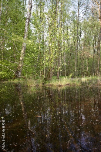 Swamp in the forest in summer