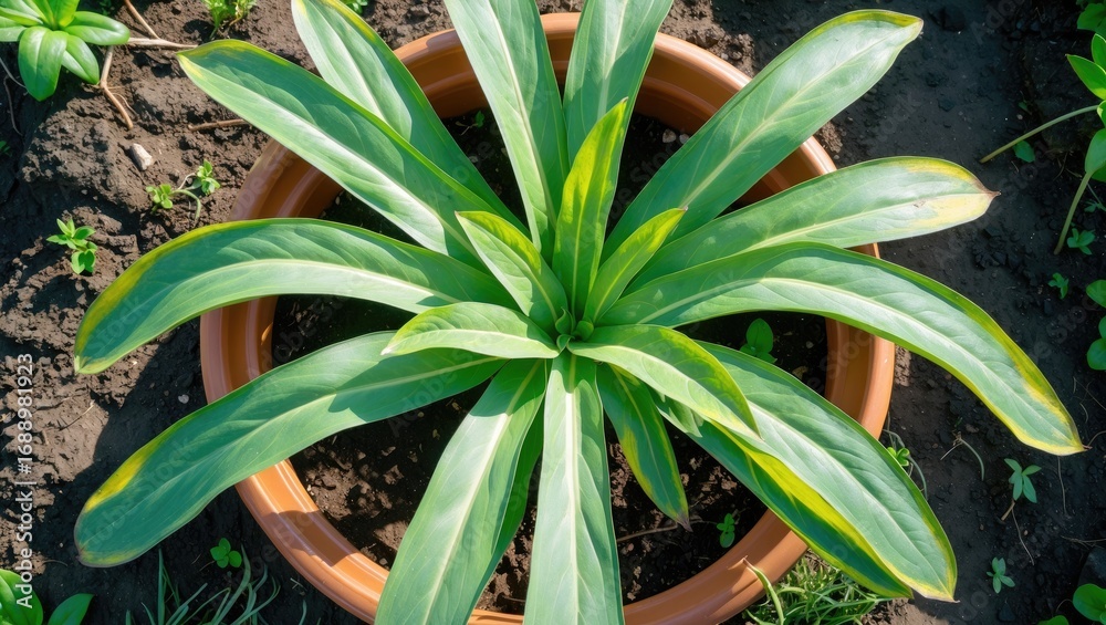 Obraz premium A potted green plant with broad leaves growing in soil.