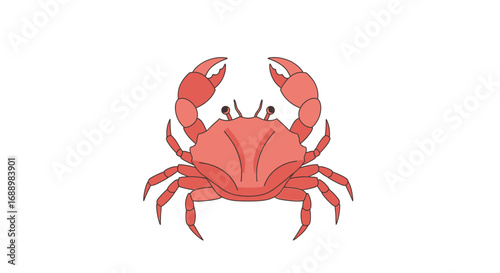 A detailed illustration of a red crab with its claws raised high in a defensive posture on a white background