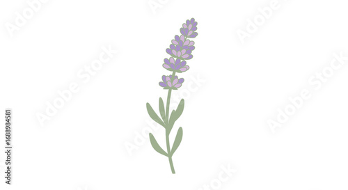 The Delicate Beauty of Lavender a Fragrant Flower Known for its Soothing Properties and Distinctive Purple Hue