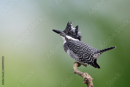 crested kingfisher, megaceryle lugubrisare, the largest kingfisher with most wanted by world wide bird photographer