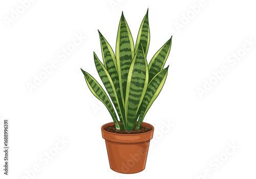 aloe vera plant in pot