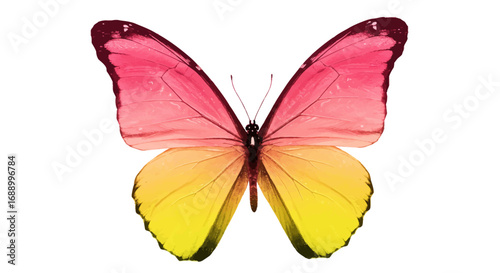 Vibrant Butterfly with Pink and Yellow Wings Detailed Illustration.