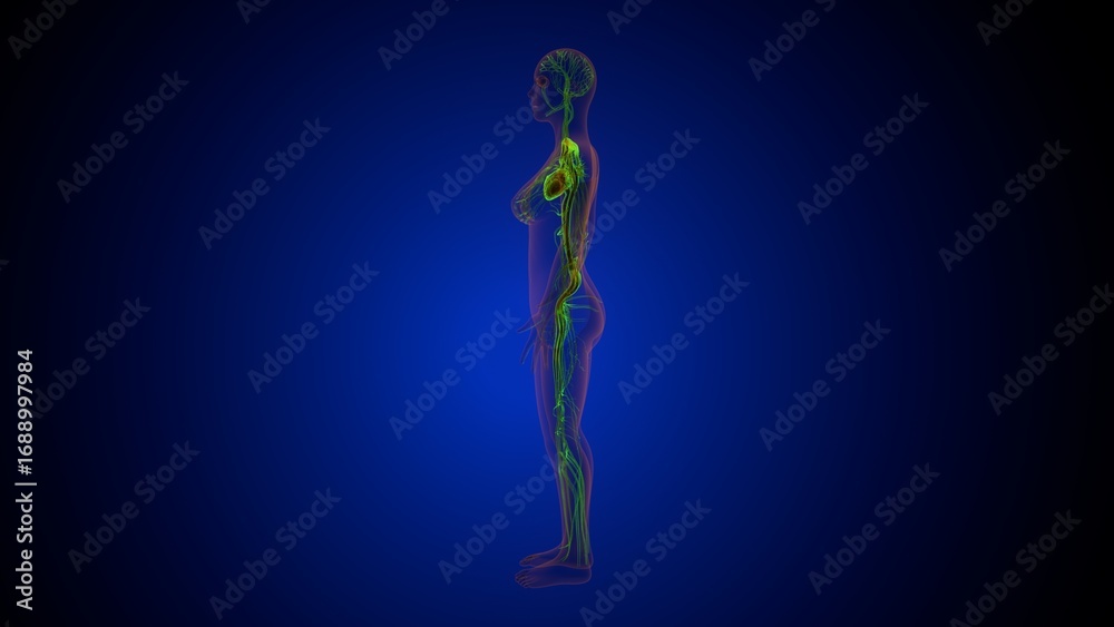 Obraz premium Human heart anatomy. 3d illustrations