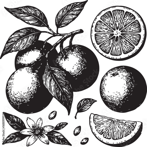 Vintage Orange Fruit and Flower Illustration branch