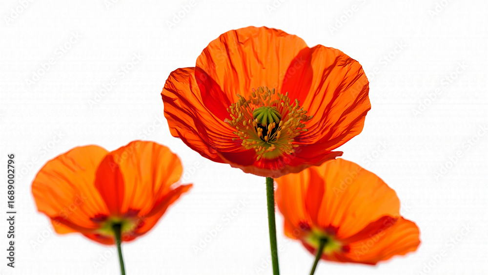 Naklejka premium Three Bright Orange Poppies in Full Bloom Against White Background flowers nature